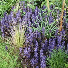 Des images de diff�rentes plantes